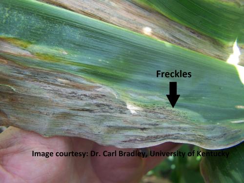 Goss wilt lesion with Freckles