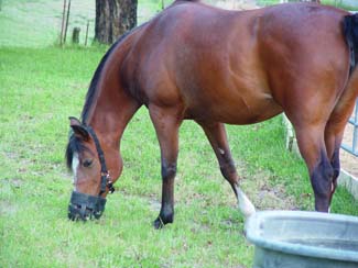 This mare's pasture consumption is carefully managed with a grazing muzzle.