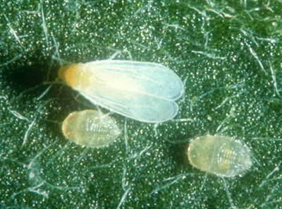 Close up of a greenhouse whitefly on a leaf.