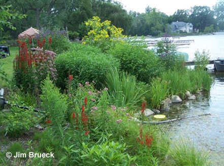 Naturalized shorelines help protect water quality
