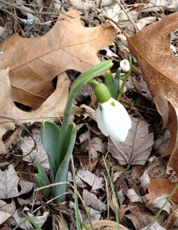 Snowdrops are already showing themselves in southern Michigan. Photo by Kathy Foerster, retired MSU Extension Specialist.