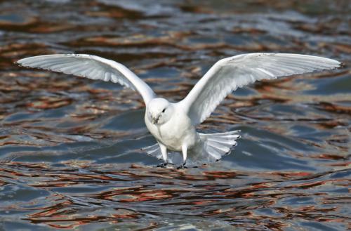 Ivory gull flying ovef water