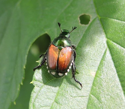 Japanese beetle on hope leaf.