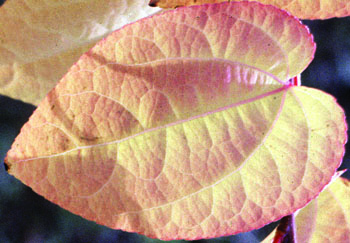 Katsura Tree leaf
