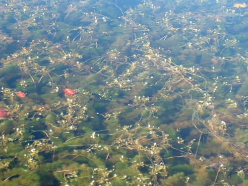 Michigan inland lake choked with Fanwort (Cabomba Caroliniana) –  sometimes referred to as Cabomba weed – released from an aquarium. 