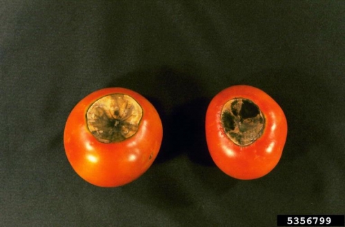 Blossom-end rotted tomatoes.