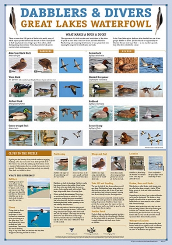 Dabblers & Divers duck poster image.