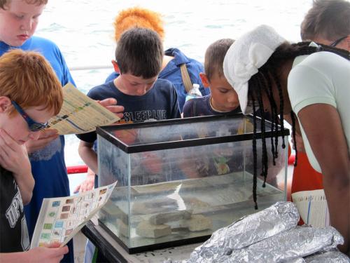 Students observing fish on Summer Discovery Cruise in July 2013