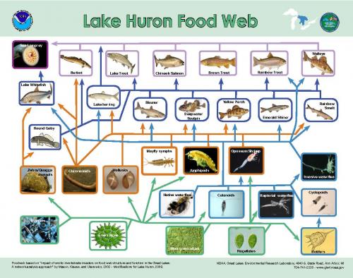 Lake Huron food web chart.