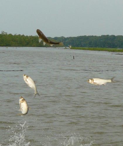 Silver carp leaping in water image.