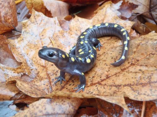 Vernal pools are rich in biodiversity and provide critical habitat for many species such as Spotted Salamanders. Photo credit: Yu Man Lee and Becky Norris, Michigan Natural Features Inventory | MSU Extension