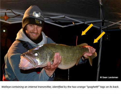 Tagged walleye for research image.
