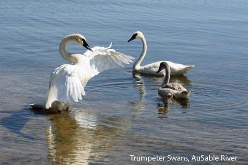 Trumpeter swans on Au Sable River in Michigan image.