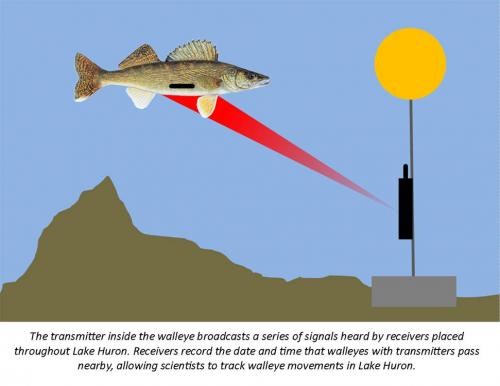 Walleye acoustic transmitter graphic.