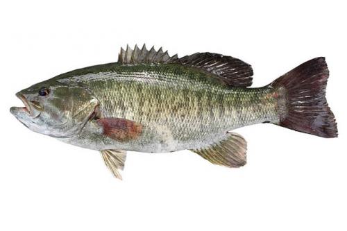 smallmouth bass