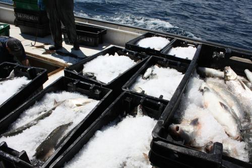 Whitefish catch in ice totes on boat image.