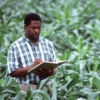 Field crop research
