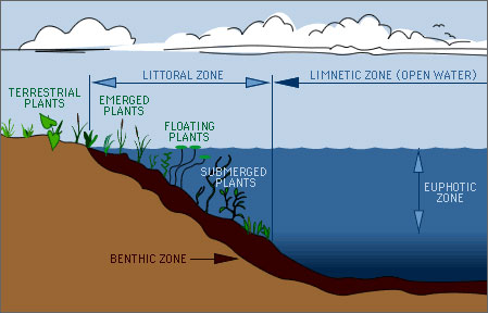 lake zones zone littoral water ecosystems where habitats inland under biological bottom trout ecosystem five plants distinct figure maintaining divided