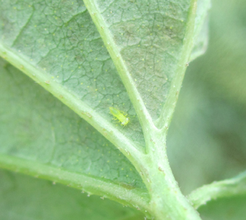potato leafhopper nymph under magnification