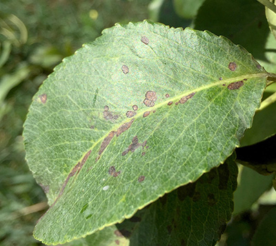 Fabraea leaf spot.