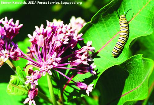 Monarch caterpillar on a common milkweed. Milkweeds are its sole source for food. Photo: Steven Katovich, USDA Forest Service, Bugwood.org. 