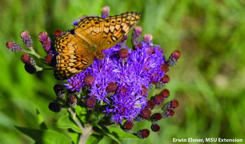A butterfly visits an ironweed flower. Photo: Erwin Elsner, MSU Extension. 