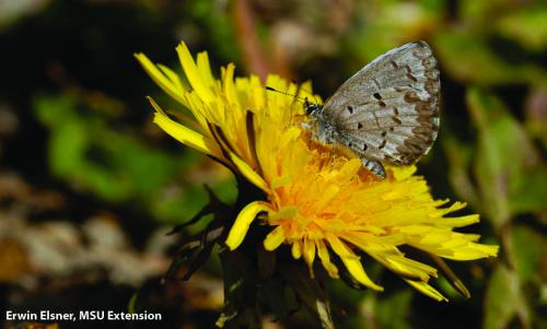 A dandelion draws a butterfly to its blossom. Photo: Erwin Elsner, MSU Extension.