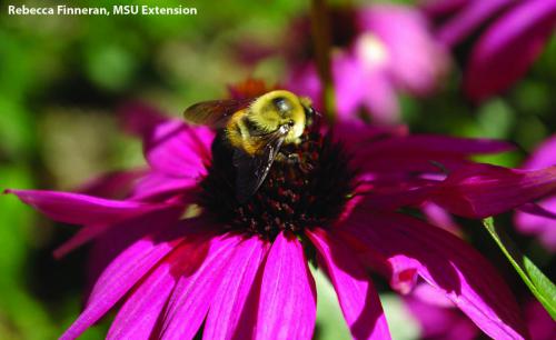 A bee finds a coneflower. Photo: Rebecca Finneran, MSU Extension.