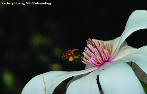 A bee gathers pollen from a magnolia. Photo: Zachary Huang, MSU Entomology.