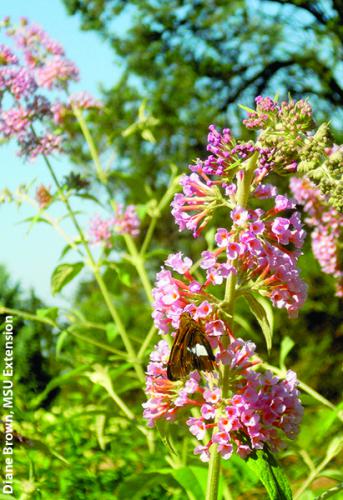 Butterfly bush. Photo: Diane Brown, MSU Extension.