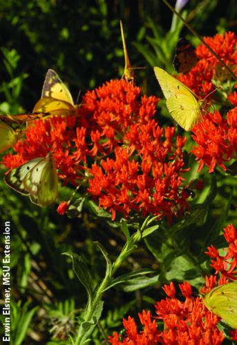 Butterfly weed. Photo: Erwin Elsner, MSU Extension.