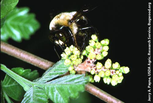 Bee on fragrant sumac. Photo: Jerry A. Payne, USDA Agric. Research Service, Bugwood.org.