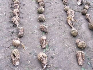 Aphanomyces scarred sugarbeets