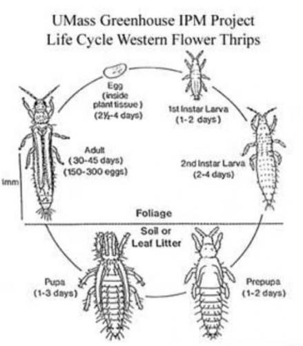 Thrips lifecycle