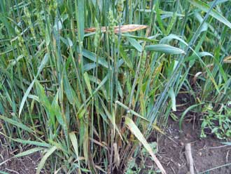 Plant infected with stem rust