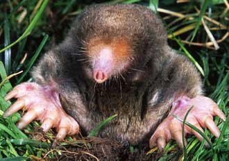 Eastern mole