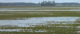 Excess rains flooding Michigan wheat fields.
