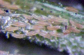 Eriophyid mites
