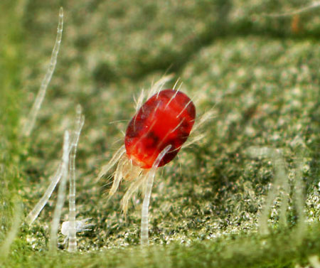 Adult European red mite