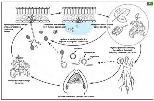 P. humuli disease cycle