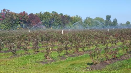 Blueberry field irrigation