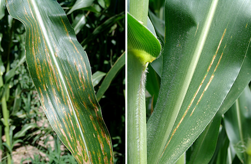 Bacterial leaf spot on corn
