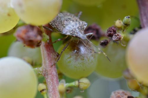 Brown marmorated stink bug on grape