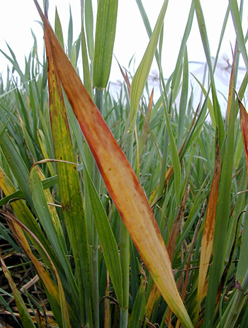 BYDV on winter wheat. Photo: Brian Olson, OSU, Bugwood.org