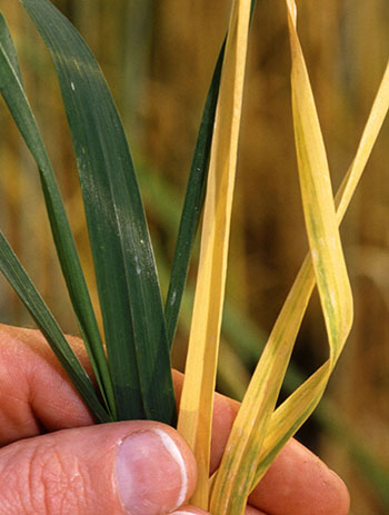 BYDV on winter wheat. Photo: Keith Weller, USDA ARS, Bugwood.org