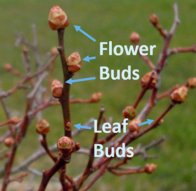 Blueberry flower and leaf buds ready to open