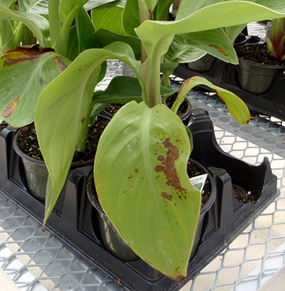 Brown spots on canna lilly