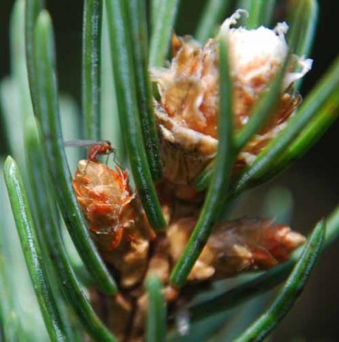 Spruce gall midge female