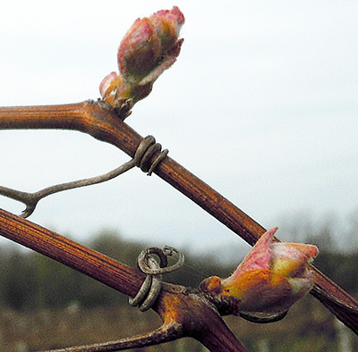 Concord grape at bud burst