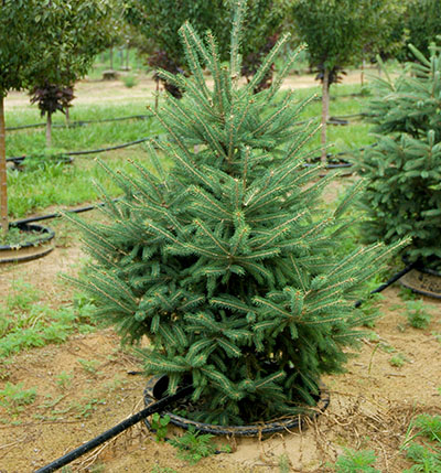 Living Christmas trees: Another real tree option - MSU Extension